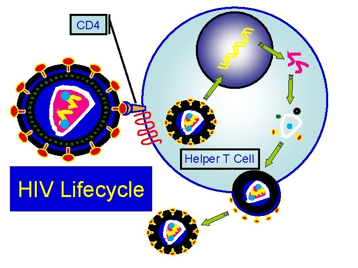 CD 4 Helper T Cell HIV Lifecycle 