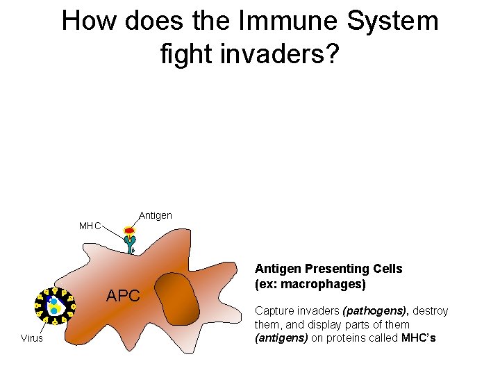 How does the Immune System fight invaders? MHC Antigen APC Virus Antigen Presenting Cells