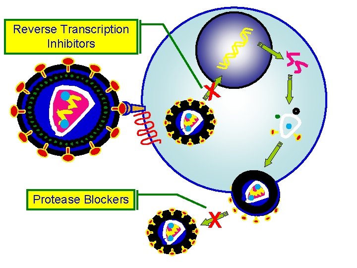 Reverse Transcription Inhibitors X Protease Blockers X 