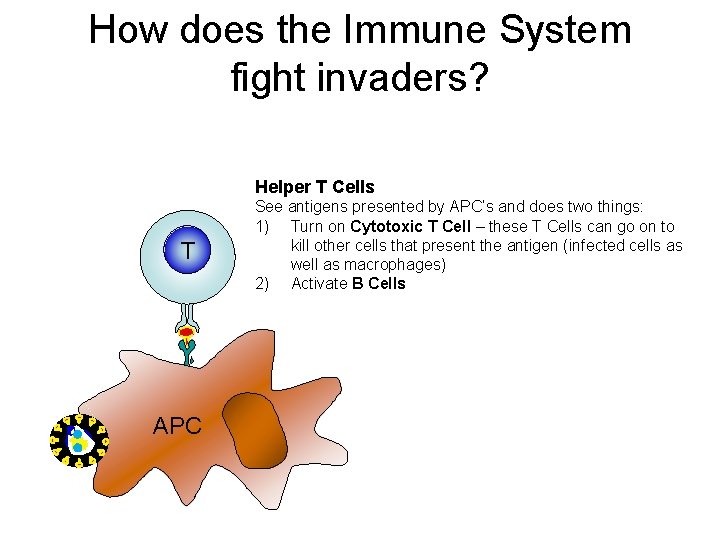 How does the Immune System fight invaders? Helper T Cells T APC See antigens