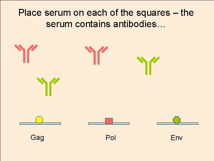 Place serum on each of the squares – the serum contains antibodies… Gag Pol