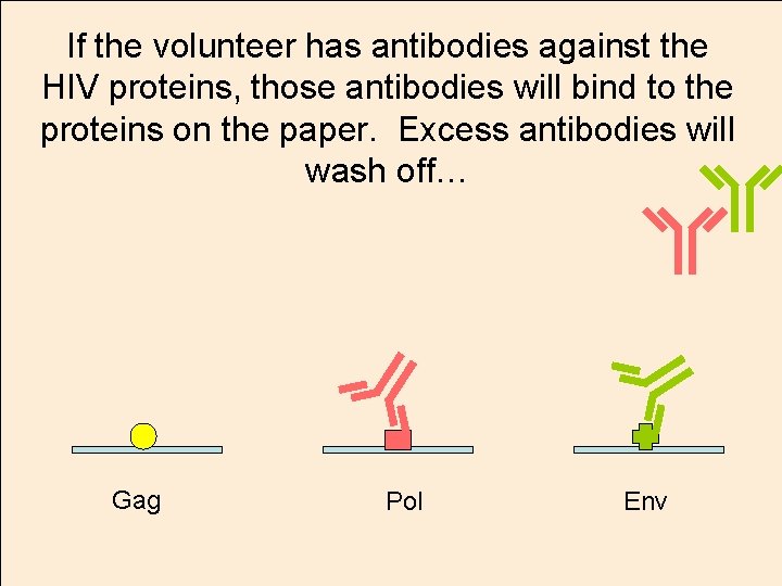 If the volunteer has antibodies against the HIV proteins, those antibodies will bind to
