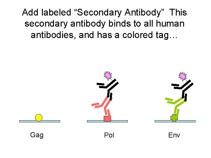 Add labeled “Secondary Antibody” This secondary antibody binds to all human antibodies, and has