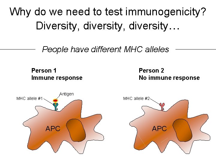 Why do we need to test immunogenicity? Diversity, diversity… People have different MHC alleles