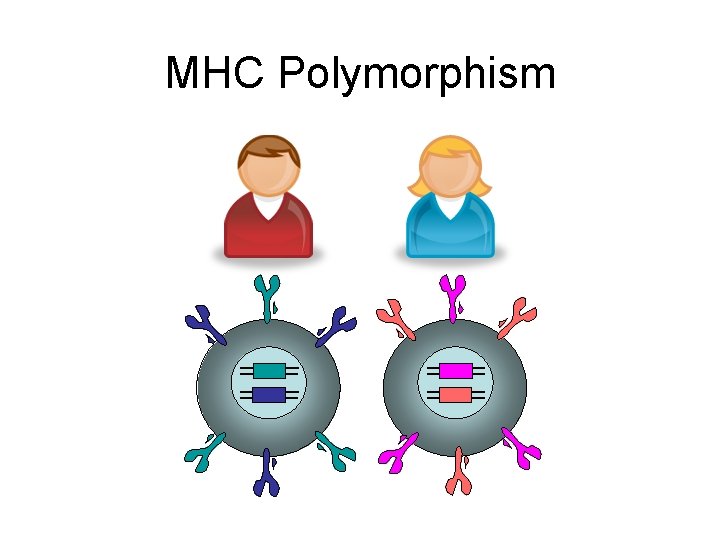 MHC Polymorphism 