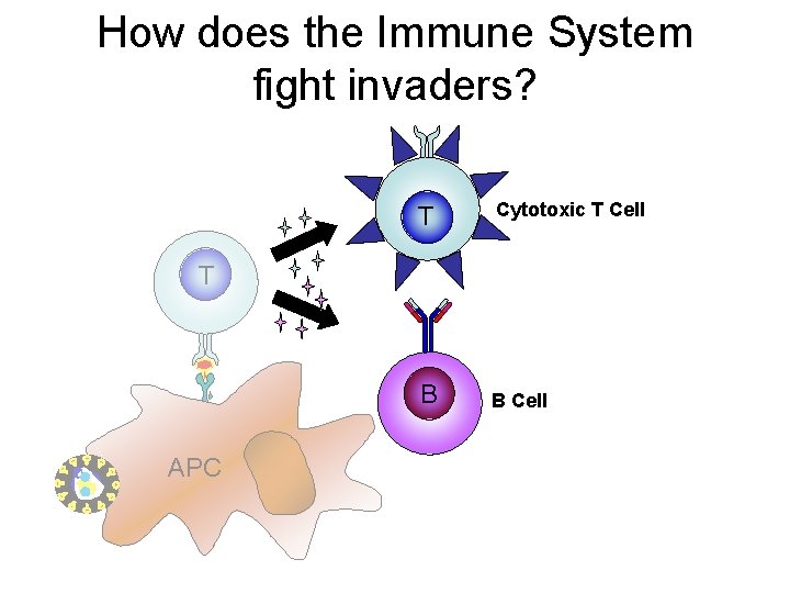 How does the Immune System fight invaders? T Cytotoxic T Cell B B Cell