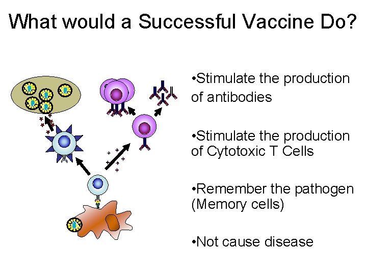 What would a Successful Vaccine Do? • Stimulate the production of antibodies • Stimulate