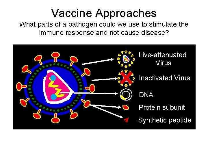 Vaccine Approaches What parts of a pathogen could we use to stimulate the immune