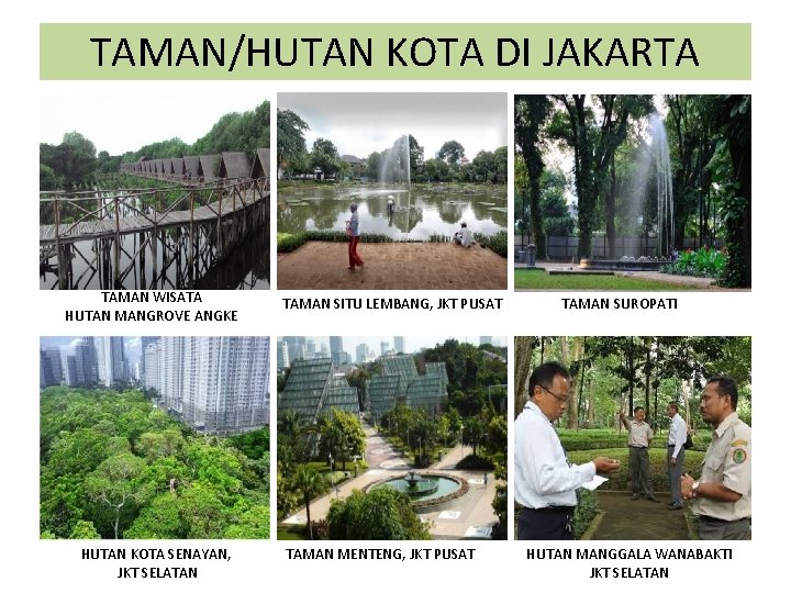 TAMAN/HUTAN KOTA DI JAKARTA TAMAN WISATA HUTAN MANGROVE ANGKE HUTAN KOTA SENAYAN, JKT SELATAN