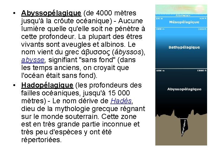  • Abyssopélagique (de 4000 mètres jusqu'à la crôute océanique) - Aucune lumière quelle