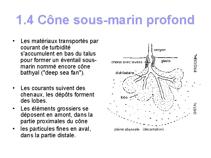 1. 4 Cône sous-marin profond • Les matériaux transportés par courant de turbidité s'accumulent