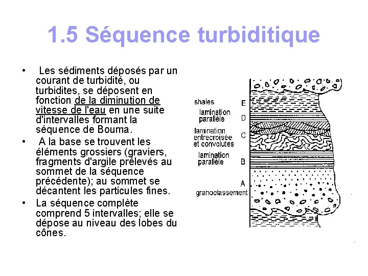 1. 5 Séquence turbiditique • Les sédiments déposés par un courant de turbidité, ou