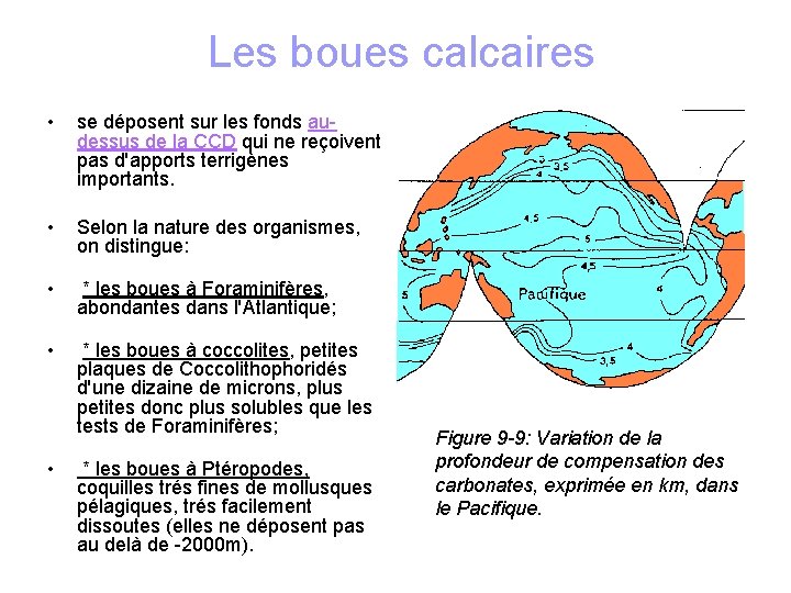  Les boues calcaires • se déposent sur les fonds audessus de la CCD