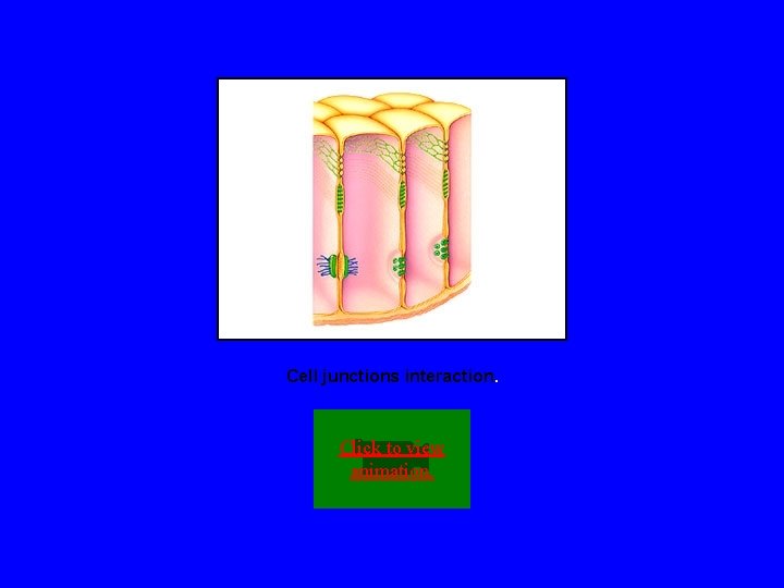 Animation Cell junctions interaction. Click to view animation. 
