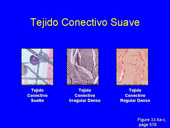 Tejido Conectivo Suave Tejido Conectivo Suelto Tejido Conectivo Irregular Denso Tejido Conectivo Regular Denso