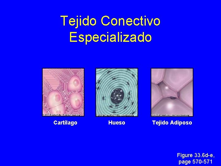 Tejido Conectivo Especializado Cartílago Hueso Tejido Adiposo Figure 33. 6 d-e, page 570 -571