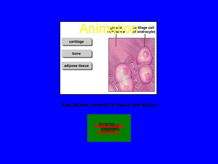 Animation Specialized connective tissue interaction. Click to view animation. 