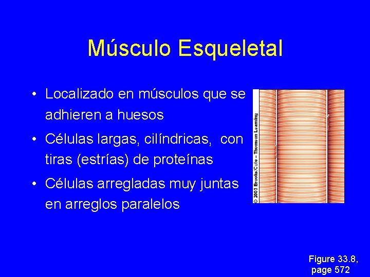 Músculo Esqueletal • Localizado en músculos que se adhieren a huesos • Células largas,