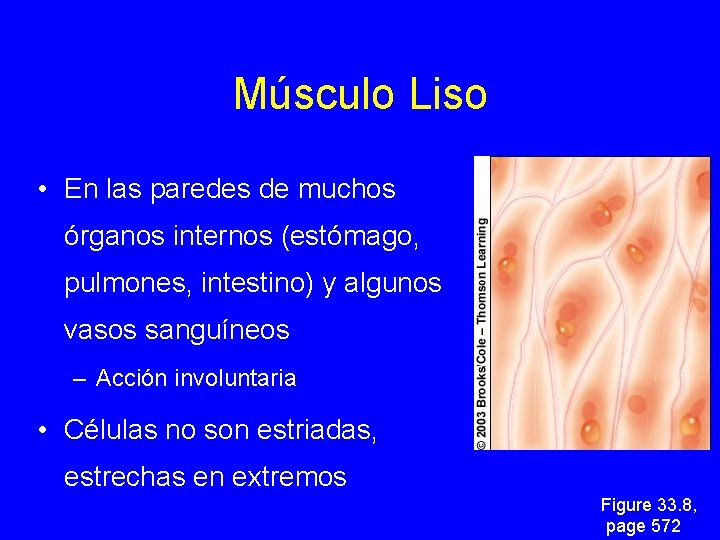 Músculo Liso • En las paredes de muchos órganos internos (estómago, pulmones, intestino) y