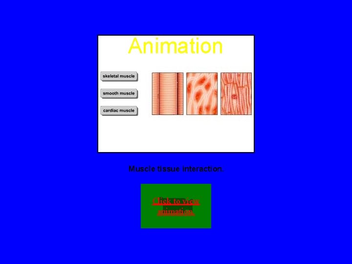 Animation Muscle tissue interaction. Click to view animation. 