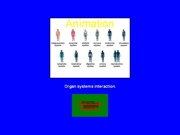 Animation Organ systems interaction. Click to view animation. 