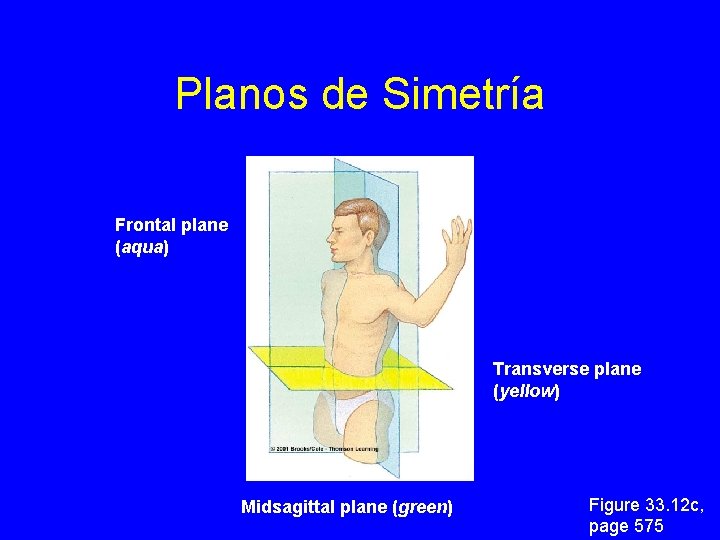 Planos de Simetría Frontal plane (aqua) Transverse plane (yellow) Midsagittal plane (green) Figure 33.
