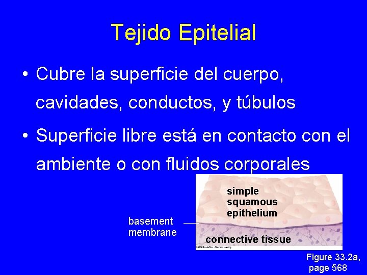 Tejido Epitelial • Cubre la superficie del cuerpo, cavidades, conductos, y túbulos • Superficie