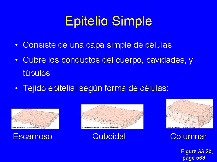 Epitelio Simple • Consiste de una capa simple de células • Cubre los conductos