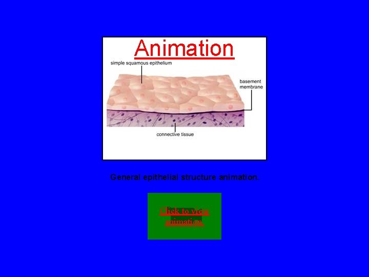 Animation General epithelial structure animation. Click to view animation. 