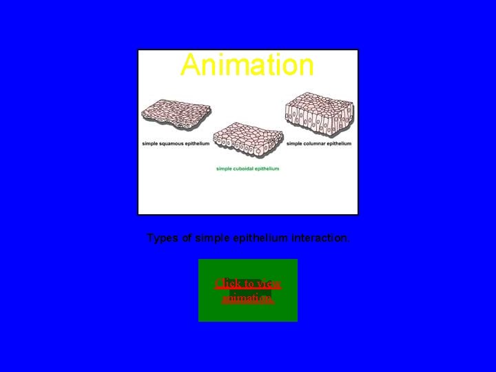 Animation Types of simple epithelium interaction. Click to view animation. 