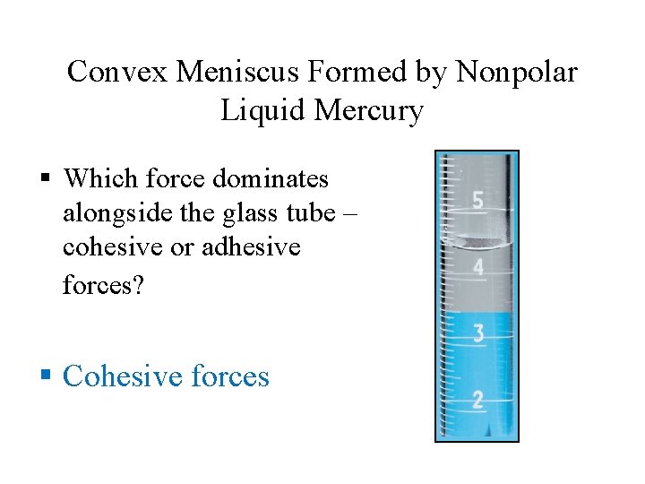 Convex Meniscus Formed by Nonpolar Liquid Mercury § Which force dominates alongside the glass