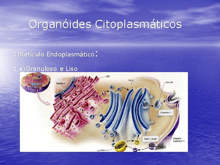 Organóides Citoplasmáticos : 1)Retículo Endoplasmático 1. a)Granuloso e Liso 