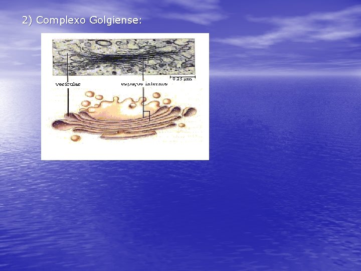 2) Complexo Golgiense: 