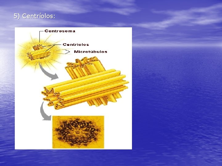 5) Centríolos: 