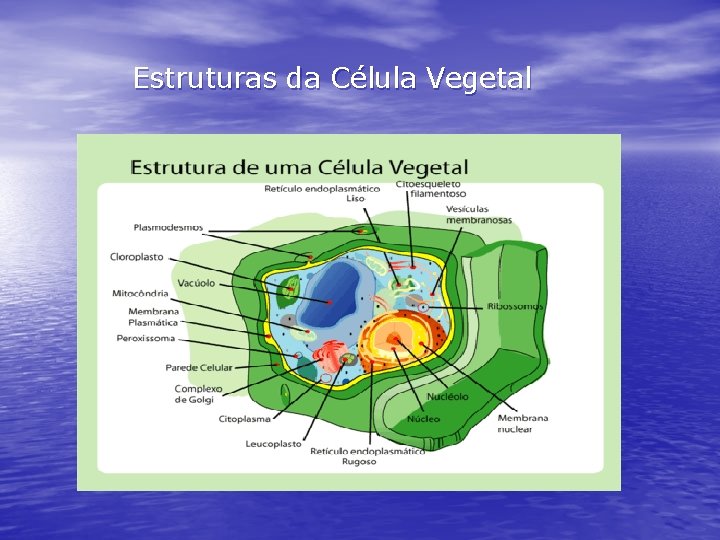 Estruturas da Célula Vegetal 