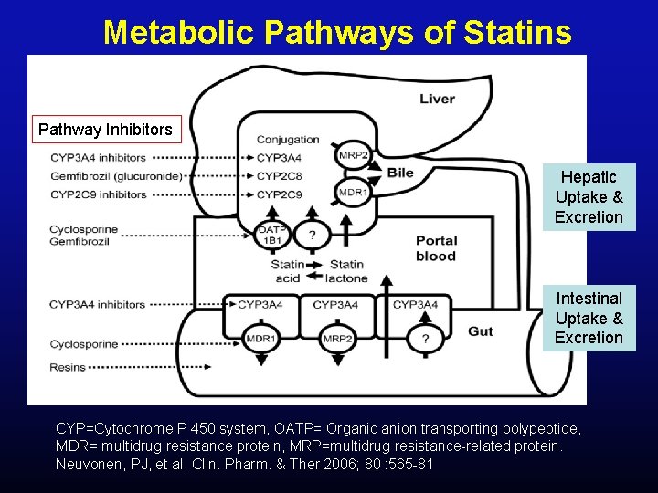 Metabolic Pathways of Statins Pathway Inhibitors Hepatic Uptake & Excretion Intestinal Uptake & Excretion
