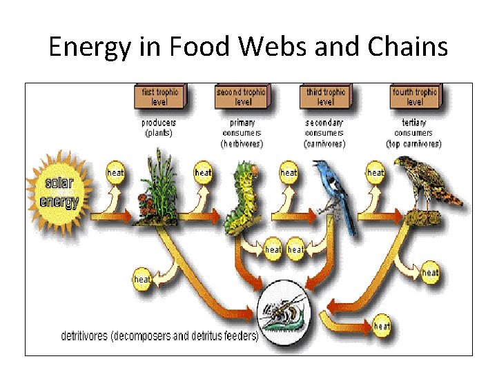 Energy in Food Webs and Chains 