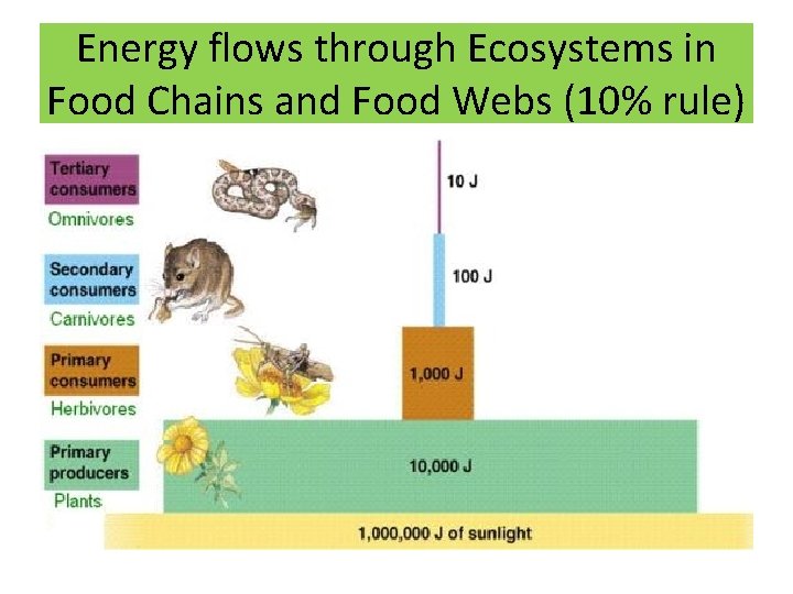 Energy flows through Ecosystems in Food Chains and Food Webs (10% rule) 