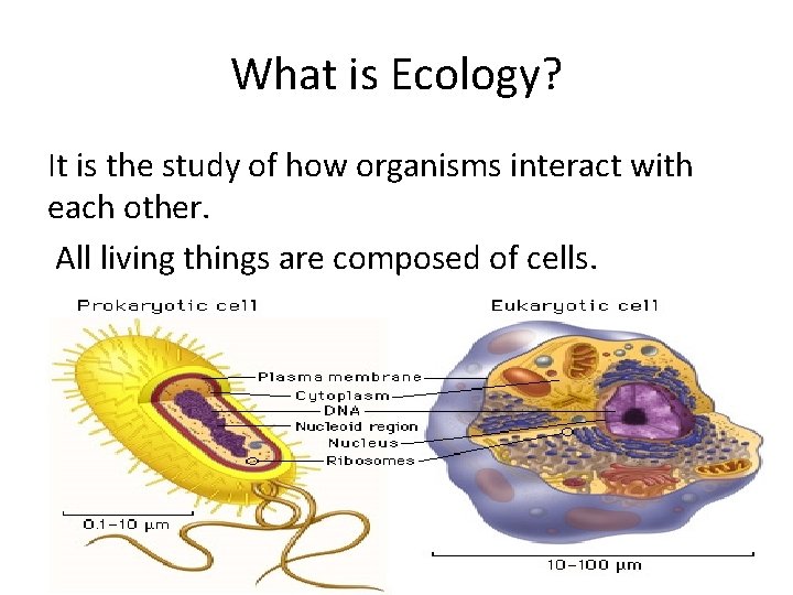 What is Ecology? It is the study of how organisms interact with each other.