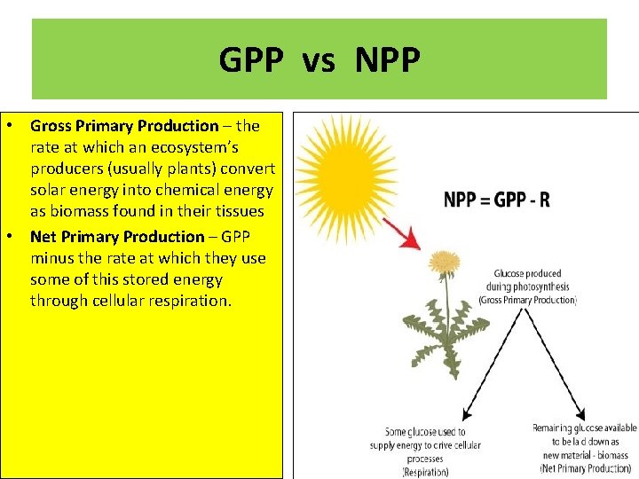 GPP vs NPP • Gross Primary Production – the rate at which an ecosystem’s