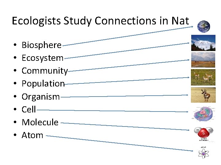 Ecologists Study Connections in Nature. • • Biosphere Ecosystem Community Population Organism Cell Molecule