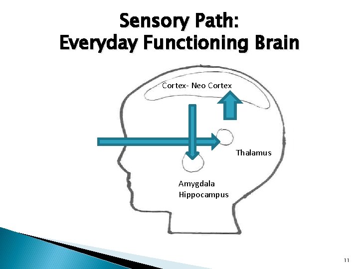 Sensory Path: Everyday Functioning Brain Cortex- Neo Cortex Thalamus Amygdala Hippocampus 11 