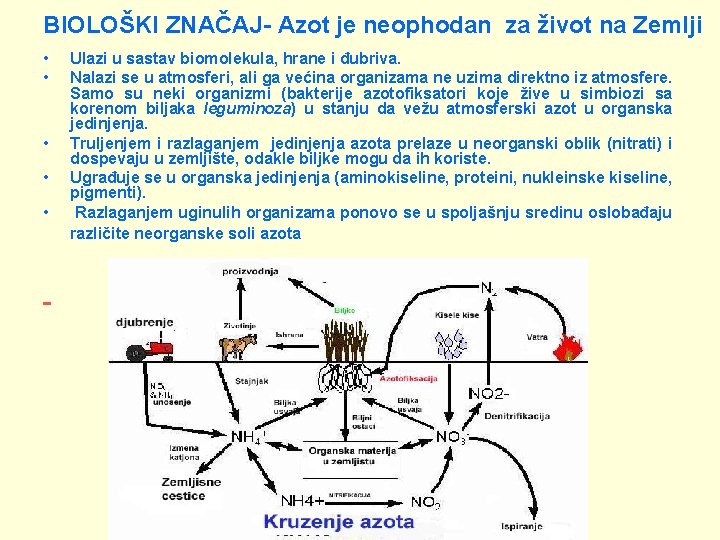 BIOLOŠKI ZNAČAJ- Azot je neophodan za život na Zemlji • • • Ulazi u