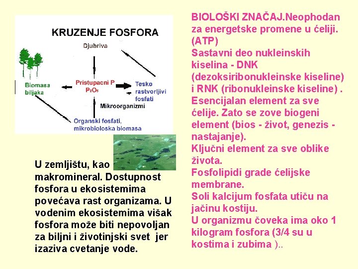  U zemljištu, kao makromineral. Dostupnost fosfora u ekosistemima povećava rast organizama. U vodenim