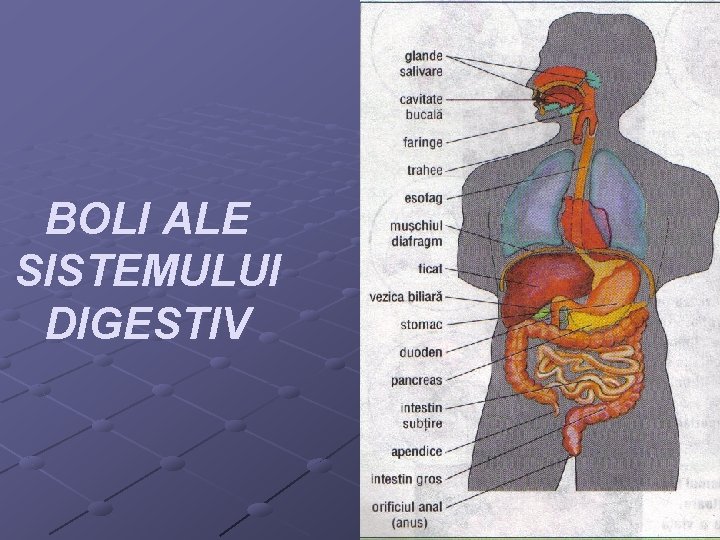 BOLI ALE SISTEMULUI DIGESTIV 