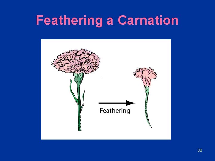 Feathering a Carnation 30 
