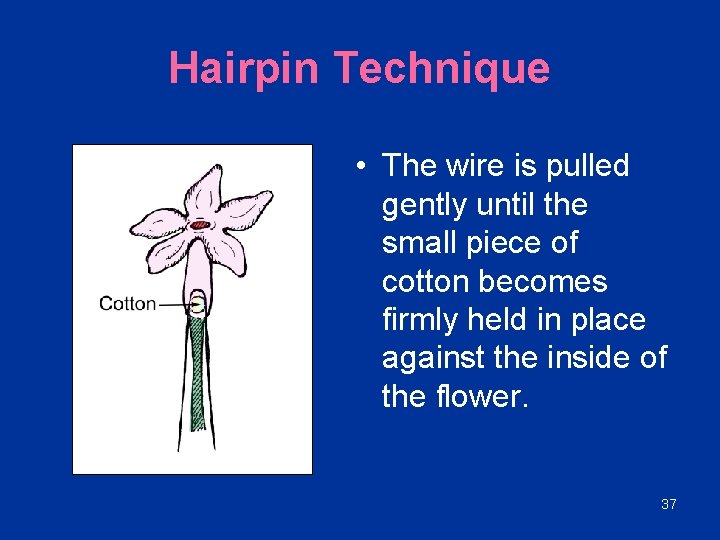 Hairpin Technique • The wire is pulled gently until the small piece of cotton