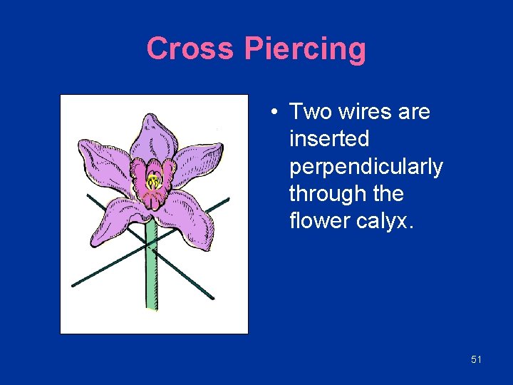 Cross Piercing • Two wires are inserted perpendicularly through the flower calyx. 51 