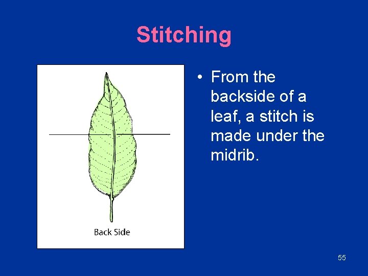 Stitching • From the backside of a leaf, a stitch is made under the