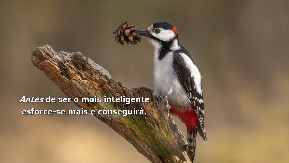 Antes de ser o mais inteligente esforce-se mais e conseguirá. 